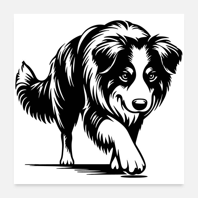 Australian Shepherd Poster 24" x 24" (60x60 cm)