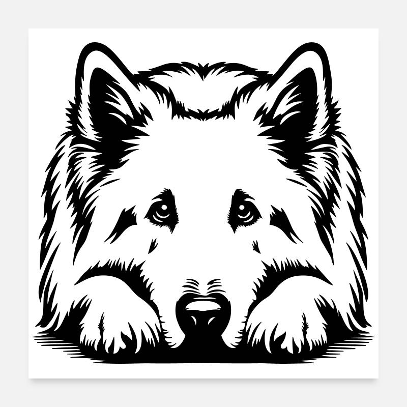 Schweizer Schäferhund Poster 60x60 cm