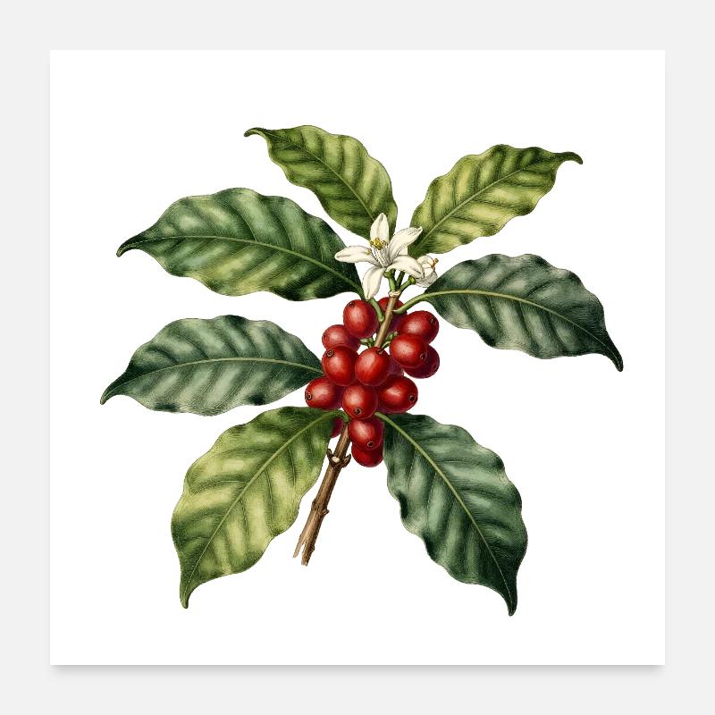 Illustrierter botanischer Kaffeebaum Poster 60x60 cm