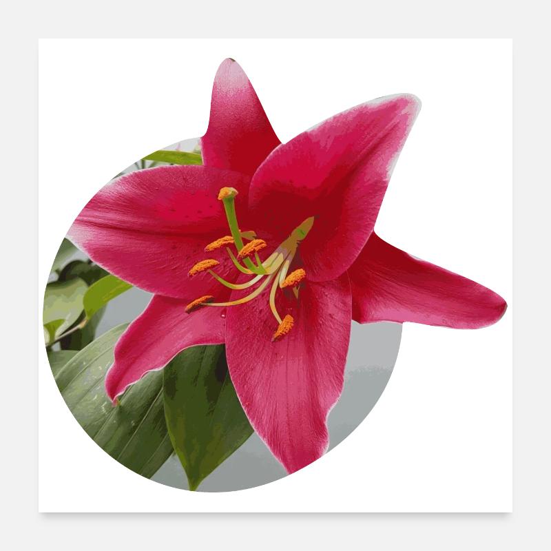 Lily2 Poster 60 x 60 cm