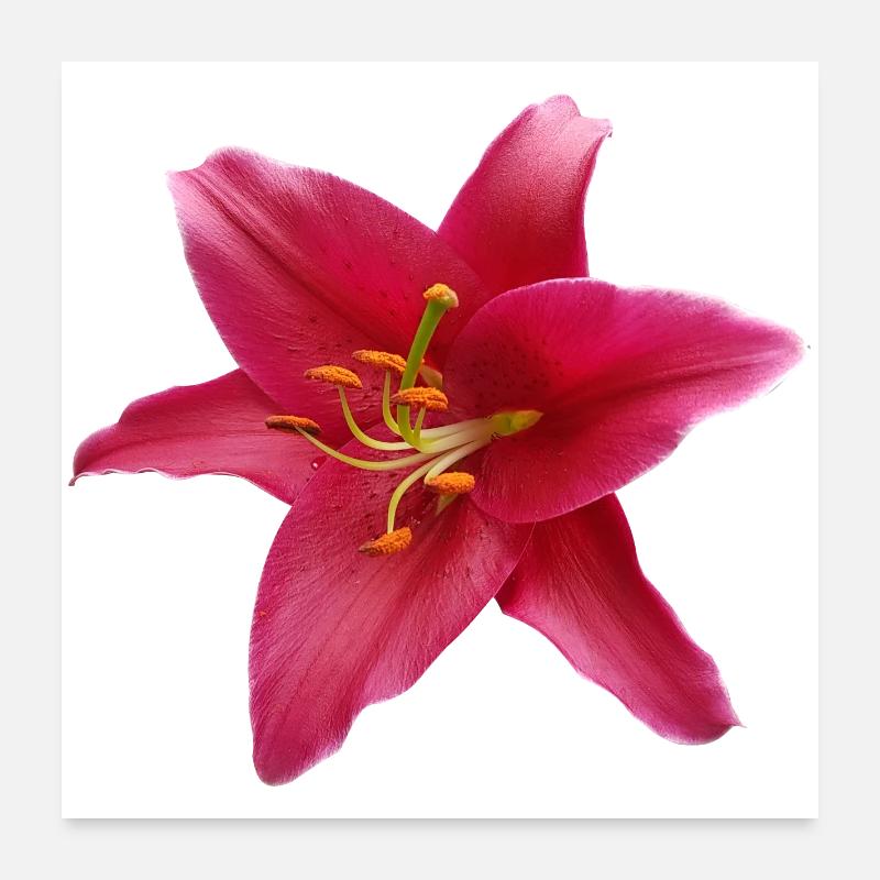 Lily1 Poster 60 x 60 cm