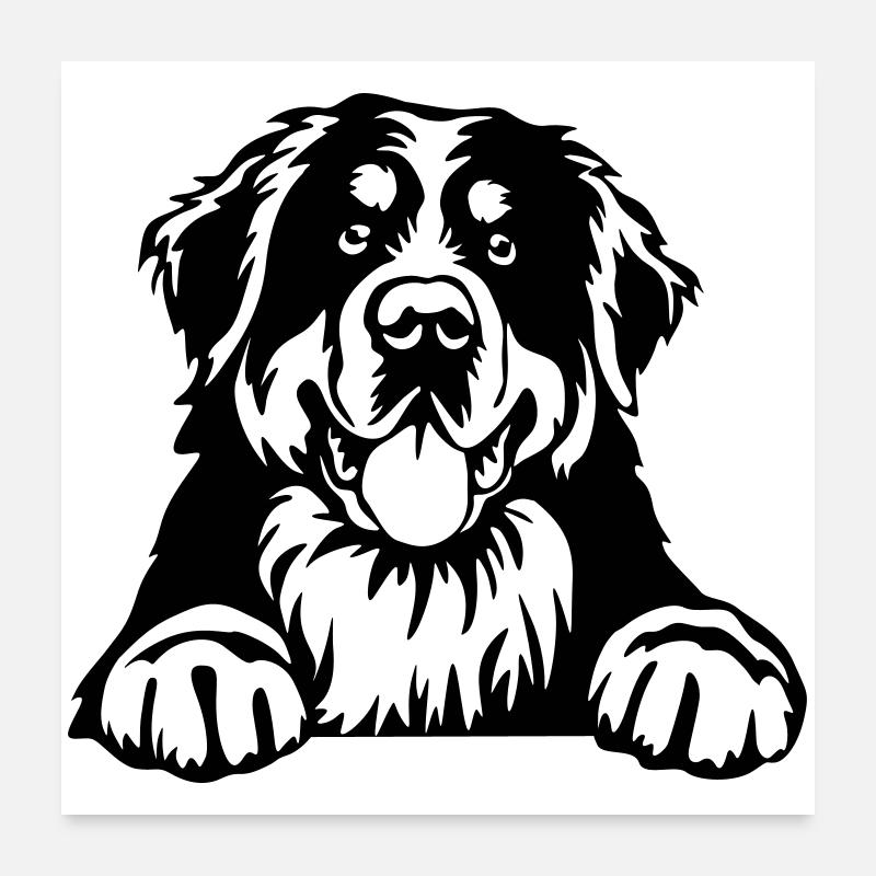 Berner Sennenhund Kopf Poster 60x60 cm