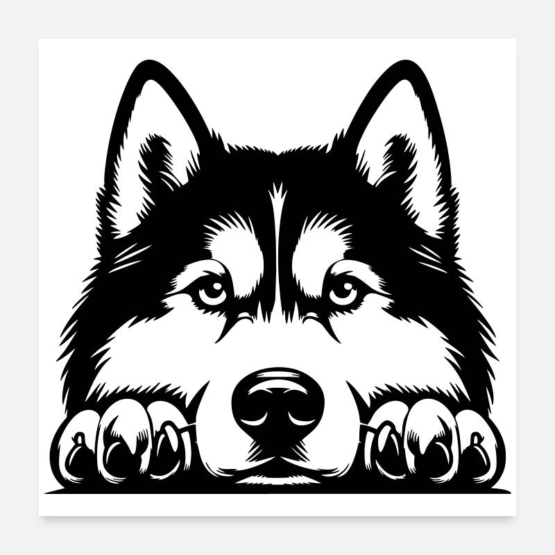 Husky Kopf mit Pfoten Poster 60x60 cm
