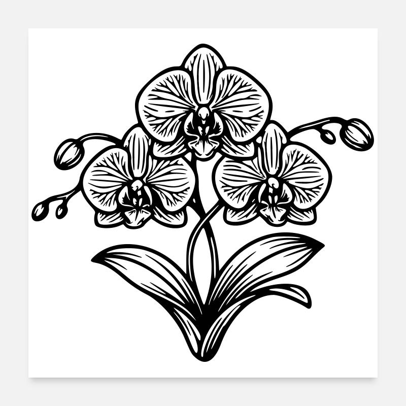 Orchidee - Poster 60x60 cm - Weiß