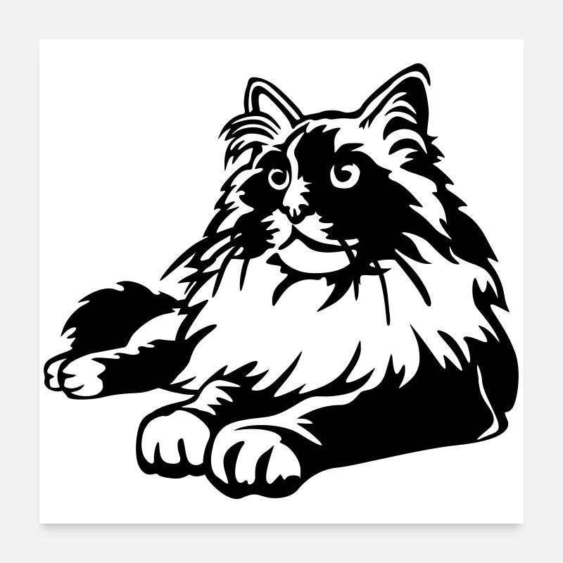 Ragdoll Katze Poster 60x60 cm