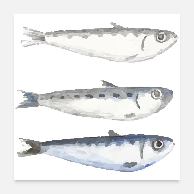 sardine - Poster 60 x 60 cm - blanc
