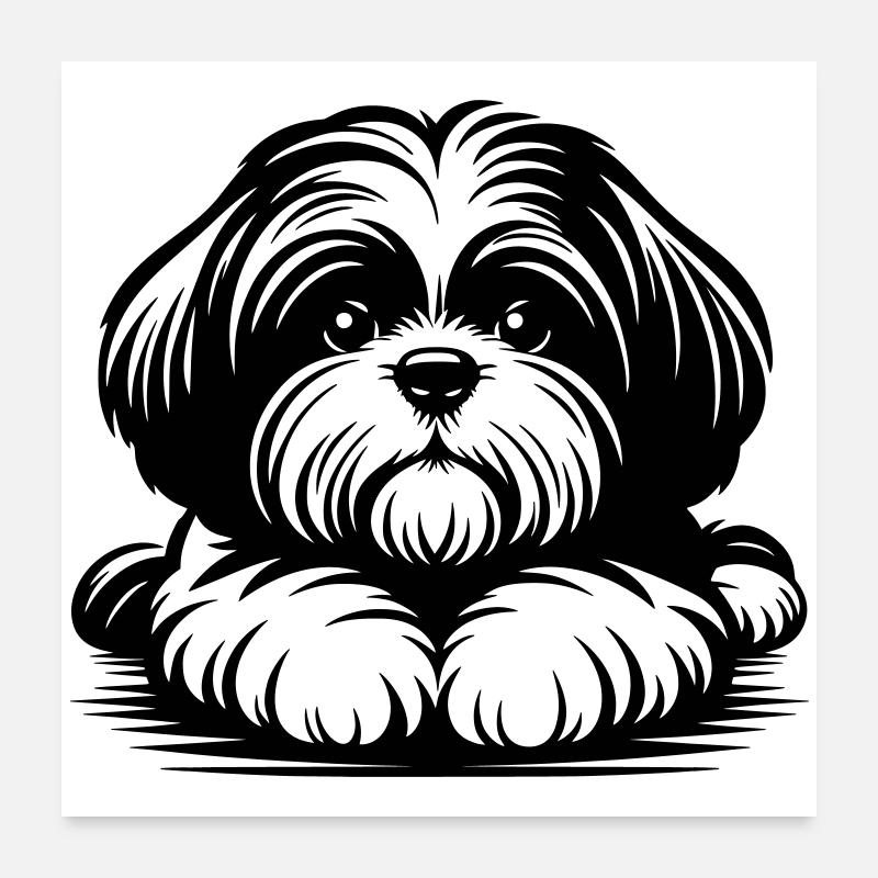 Tête de Shih Tzu avec pattes Poster 60 x 60 cm