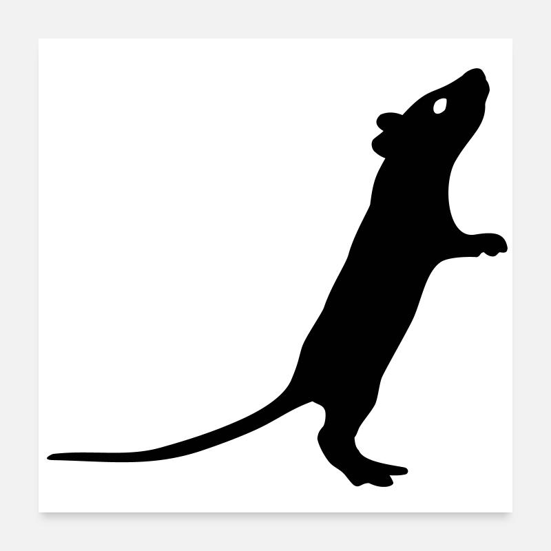 Ratte - Poster 60x60 cm - Weiß