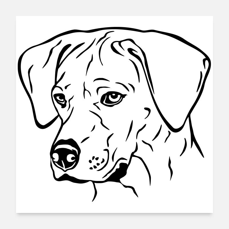 Rhodesian Ridgeback Hündin Kopf schwarz Poster 60x60 cm