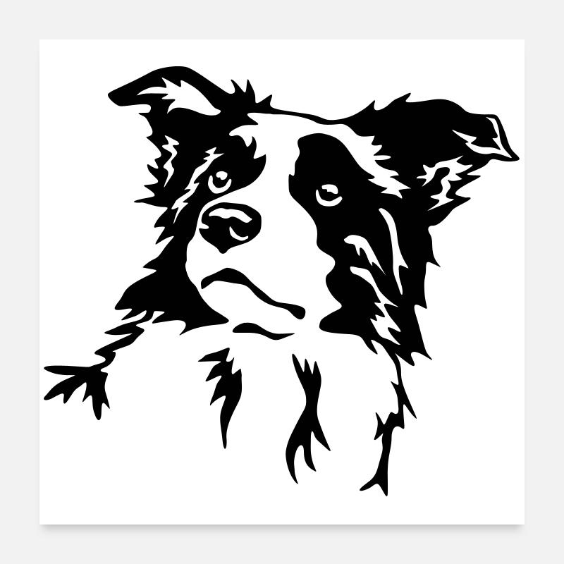 Tête de border collie Poster 60 x 60 cm