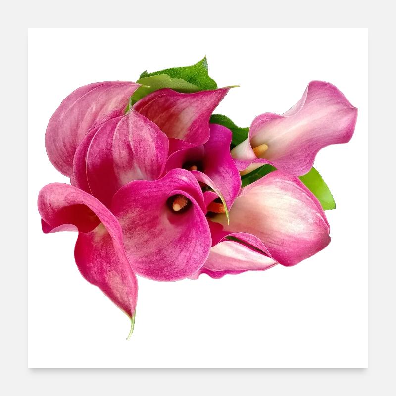 Calla lily Poster 24" x 24" (60x60 cm)