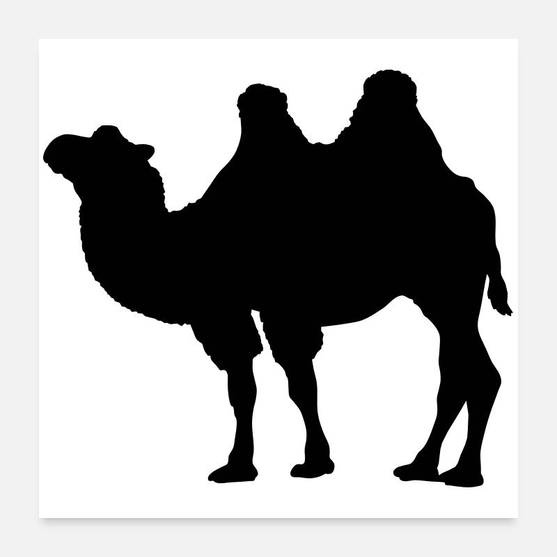 Kamel - Poster 60x60 cm - Weiß