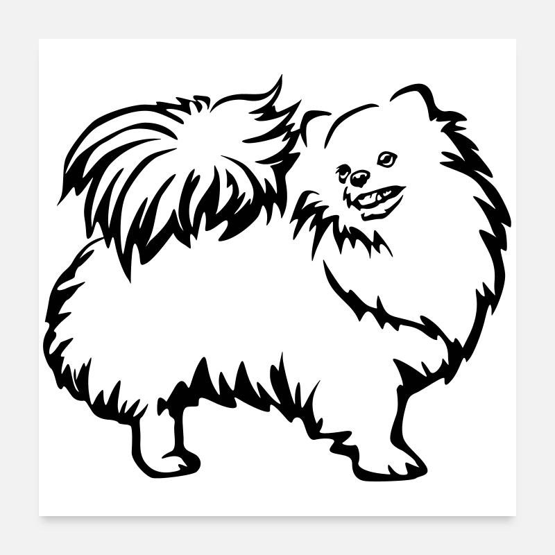 Dwarf spitz Poster 24" x 24" (60x60 cm)