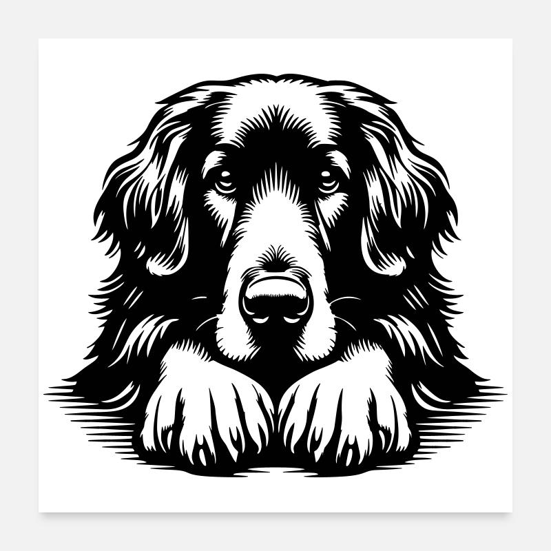 Hovawart Kopf mit Pfoten - Poster 60x60 cm - Weiß