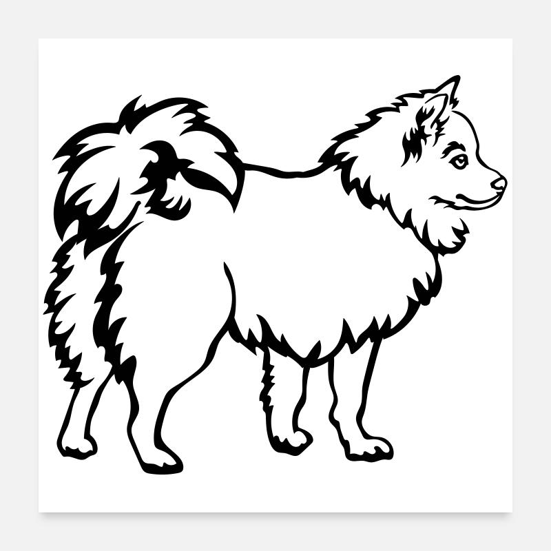 Spitz - Poster 60x60 cm - Weiß