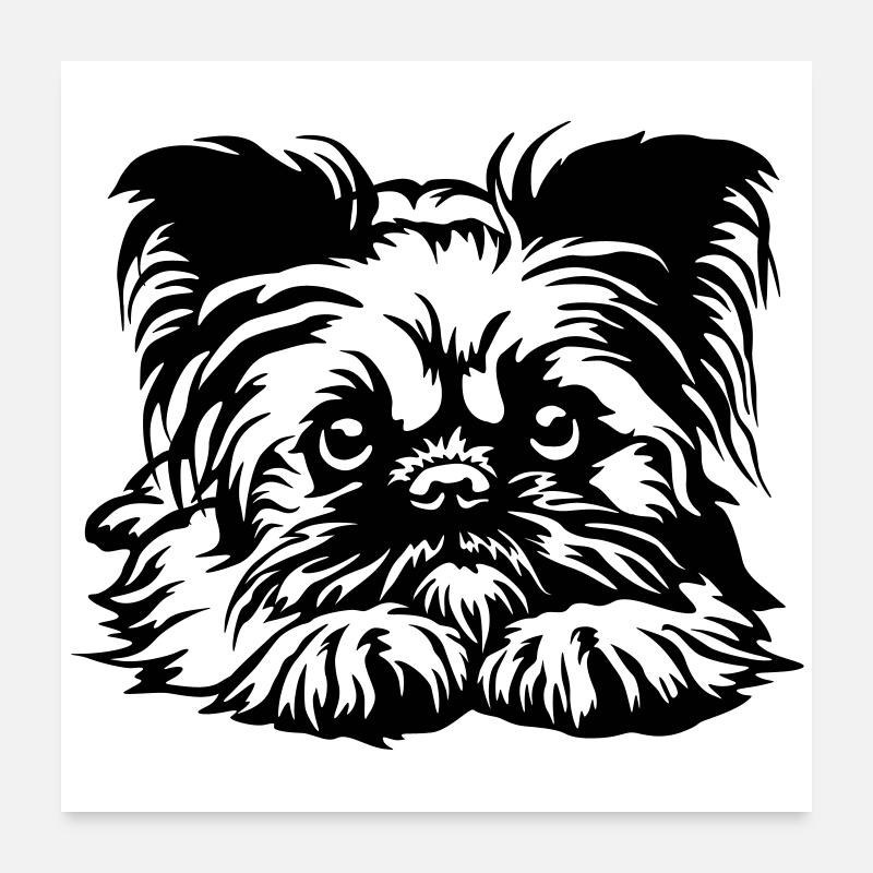 Tête de Griffon de Bruxelles Poster 60 x 60 cm