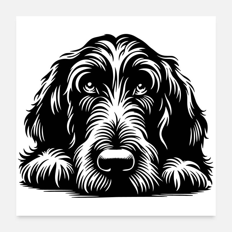 Spinone Italiano Kopf mit Pfoten Poster 60x60 cm