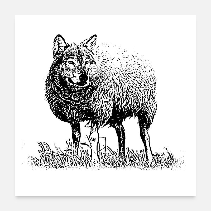 Loup déguisé en mouton - Poster 60 x 60 cm - blanc