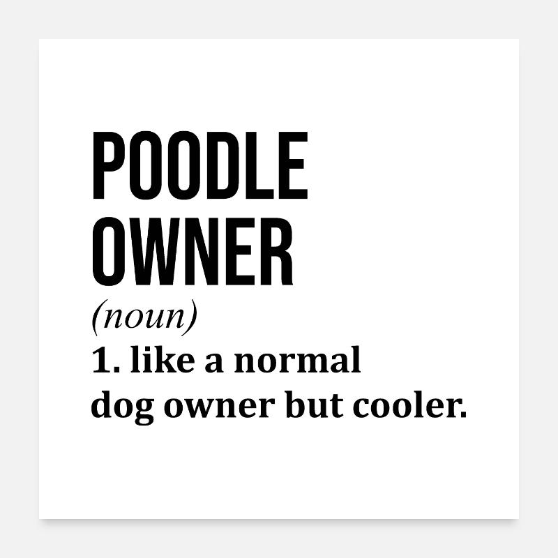 Pudel Poster 60x60 cm