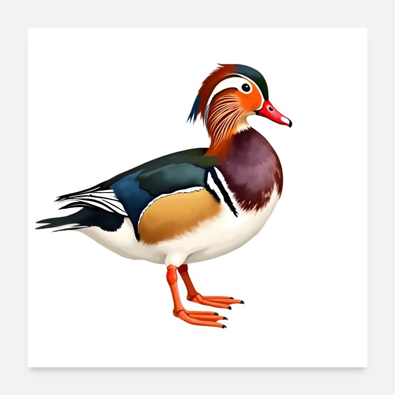 mandarin duck Poster 24" x 24" (60x60 cm)