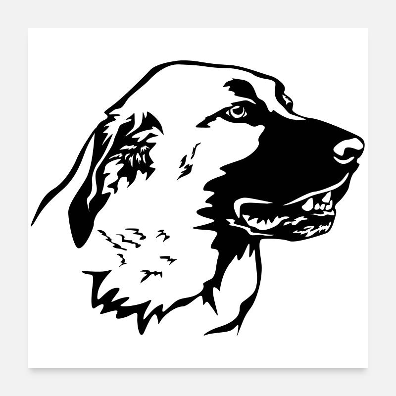Kangal Kopf - Poster 60x60 cm - Weiß