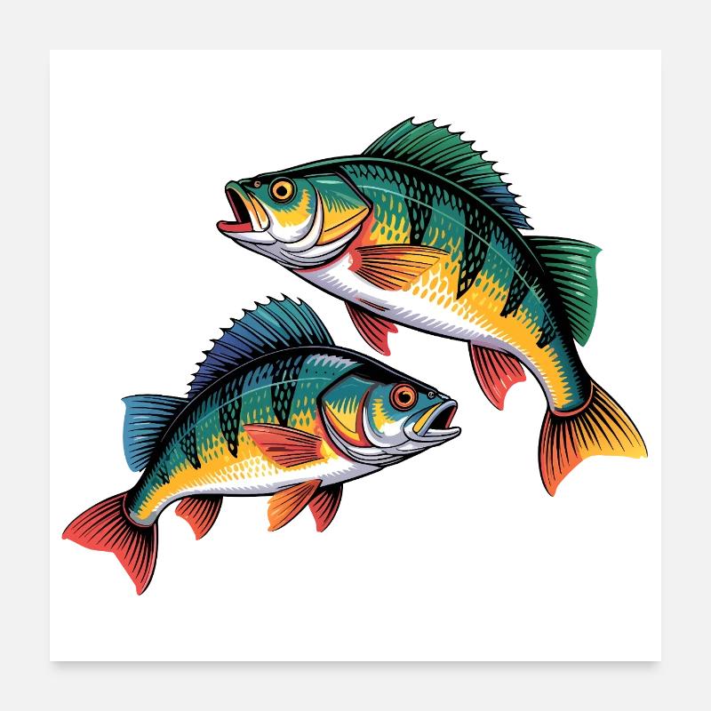 Zwei Barsche - Poster 60x60 cm - Weiß