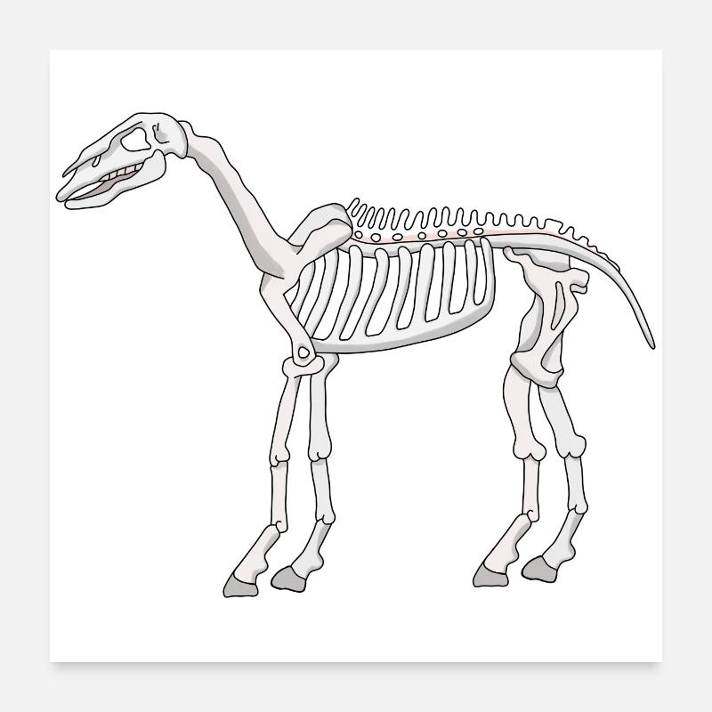Ein Skelett eines Pferdes Poster 60x60 cm
