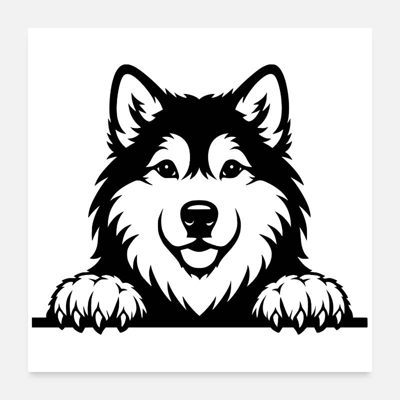 Alaskan Malamute Welpe schwarz Poster 60x60 cm