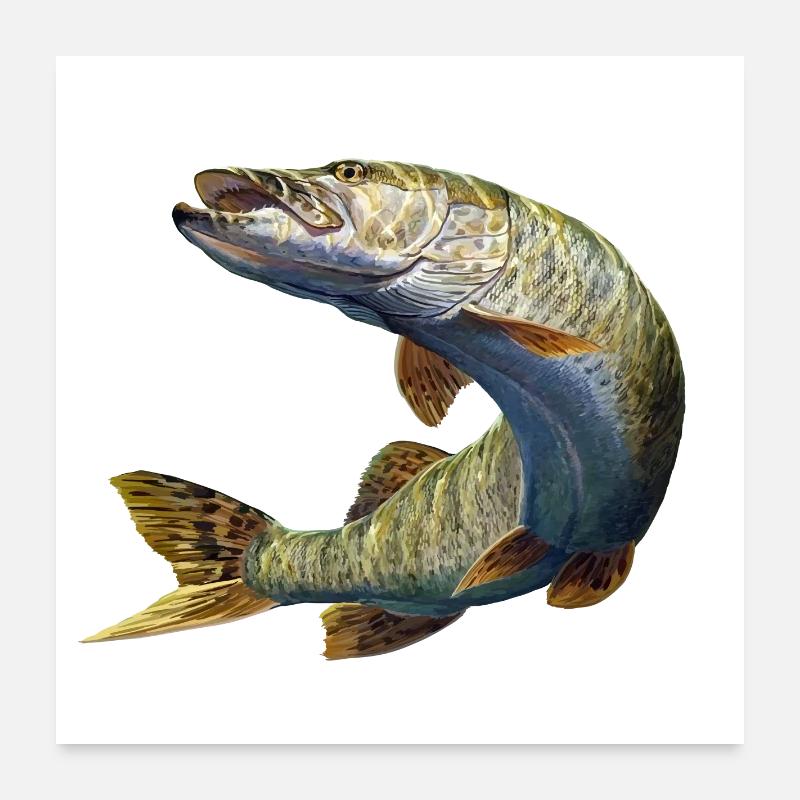 Brochet Poster 60 x 60 cm