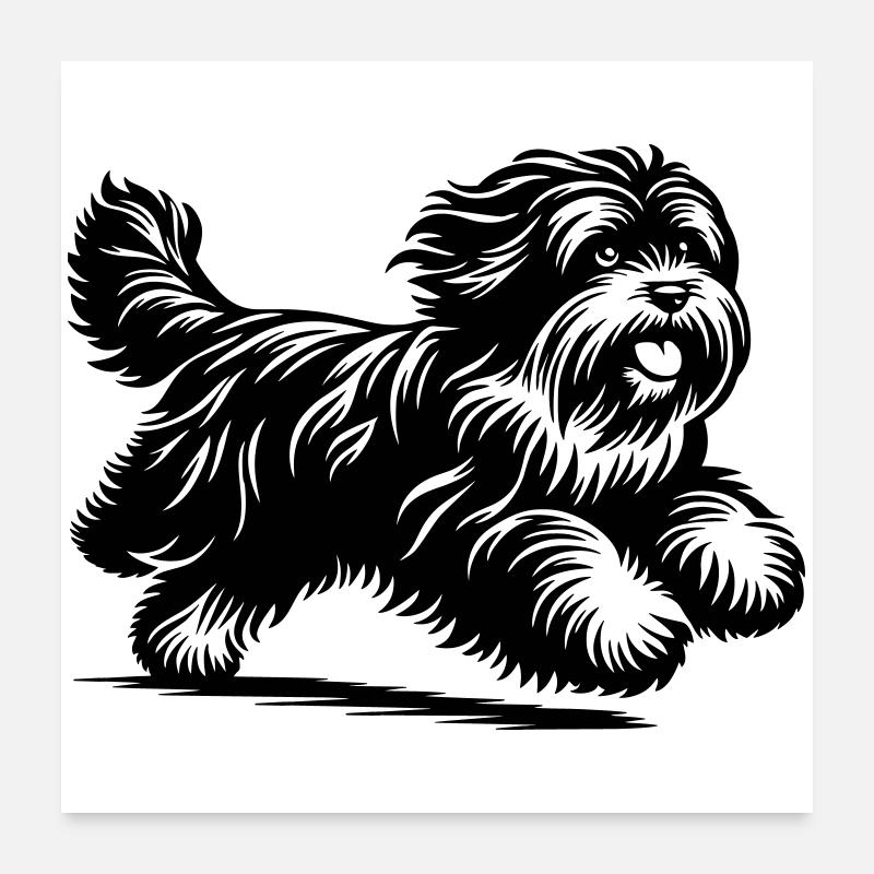 Tibet Terrier Poster 60x60 cm