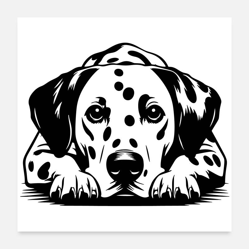 Dalmate Poster 60 x 60 cm