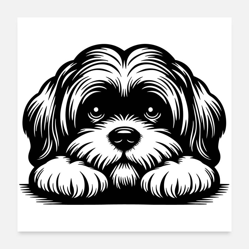 Lhasa Apso Kopf mit Pfoten Poster 60x60 cm