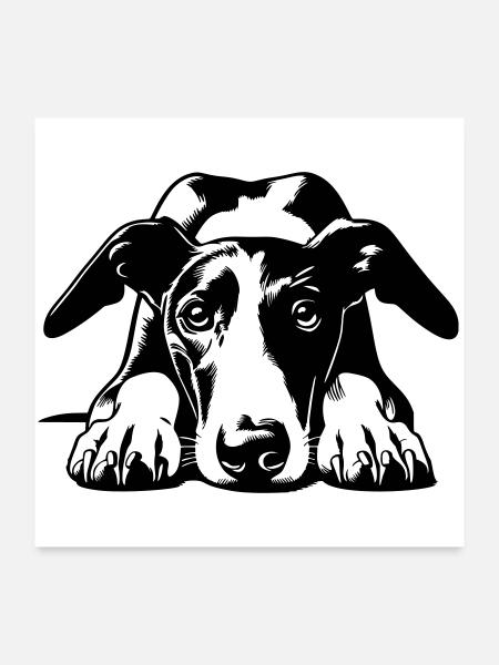 Galgo Kopf mit Pfoten - Poster 60x60 cm - Weiß - Vorne