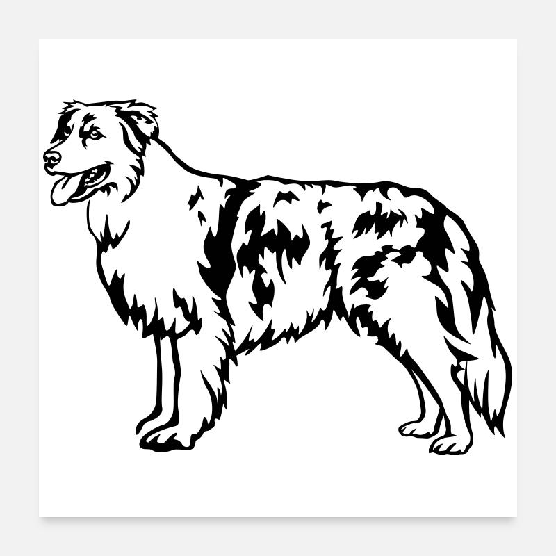 Australian Shepherd Poster 60x60 cm