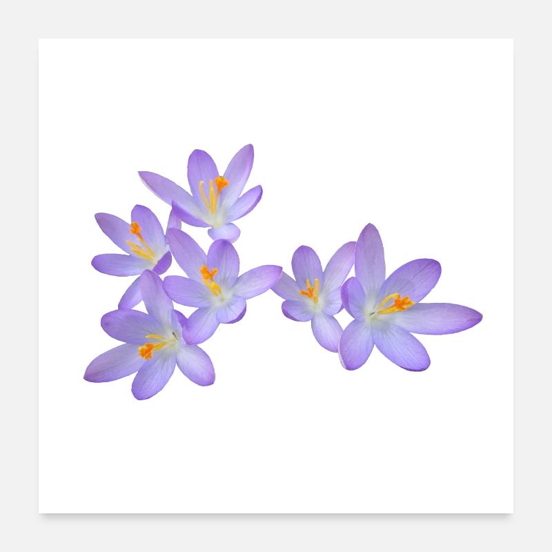 Fleurs de printemps violettes (crocus) - Poster 60 x 60 cm - blanc