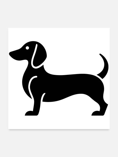 dachshund - Poster 24" x 24" (60x60 cm) - white - Front