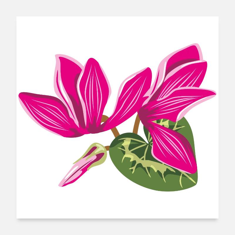 Bouquet de fleurs de cyclamens Poster 60 x 60 cm
