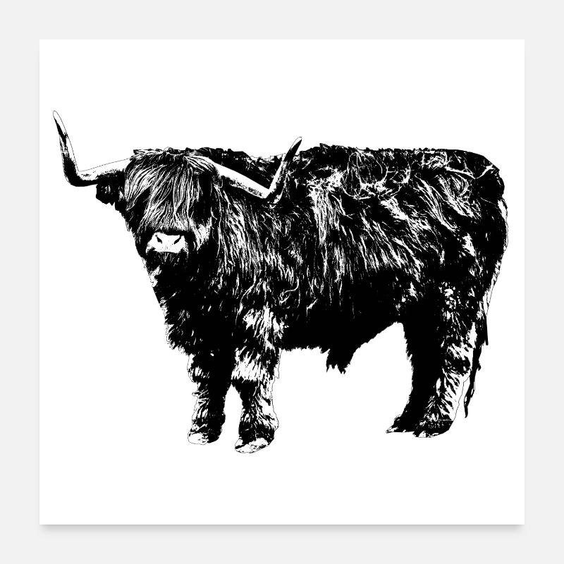 Highland Cattle Poster 24" x 24" (60x60 cm)