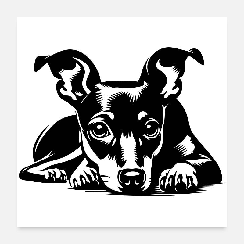 Pinscher nain Poster 60 x 60 cm