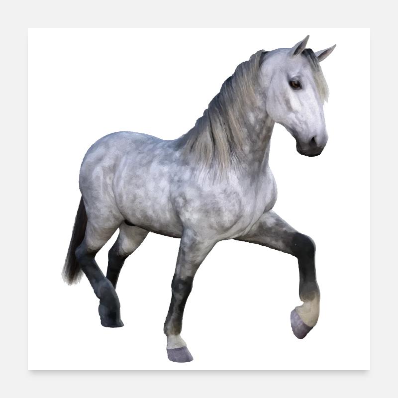 Grauer Wildpferd im Galopp - Poster 60x60 cm - Weiß