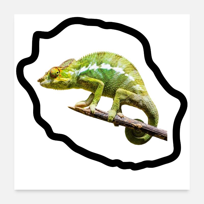 Chameleon vert sur branche Poster 60 x 60 cm