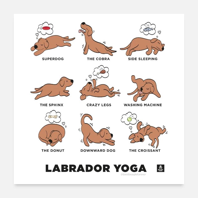 YOGA LABRADOR BRUN - Poster 60 x 60 cm - blanc