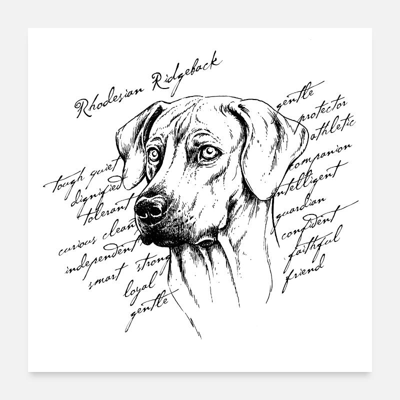 Rhodesian Ridgeback Poster 24" x 24" (60x60 cm)