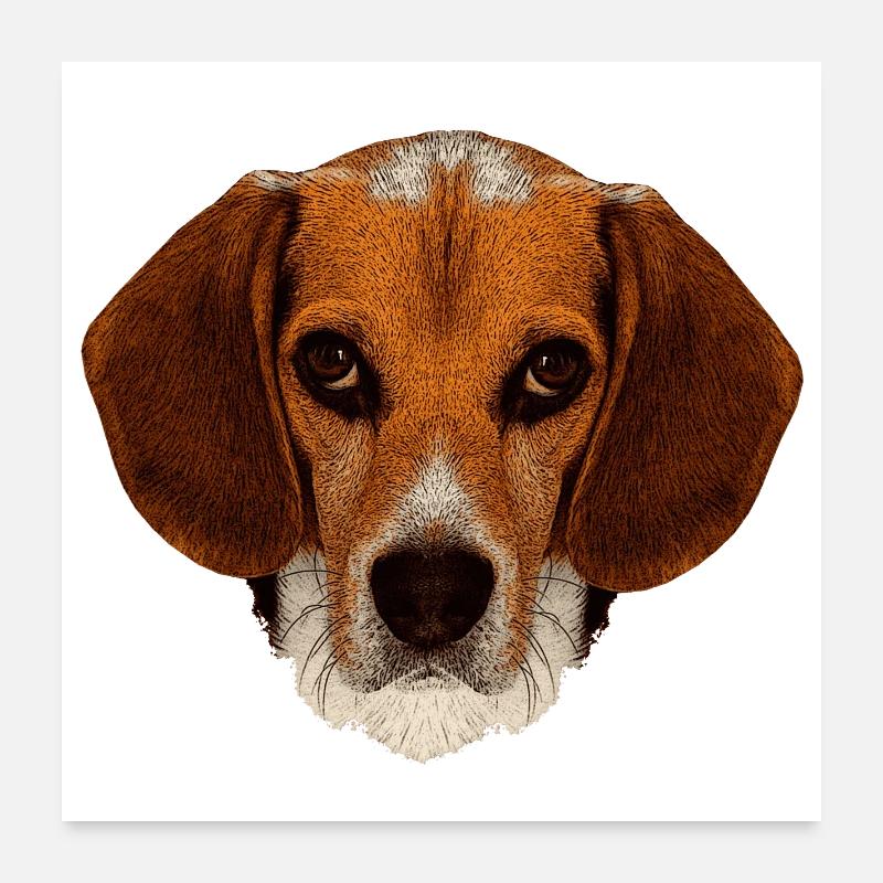 jagdhunde, Beagle leinwand optik Poster 60x60 cm