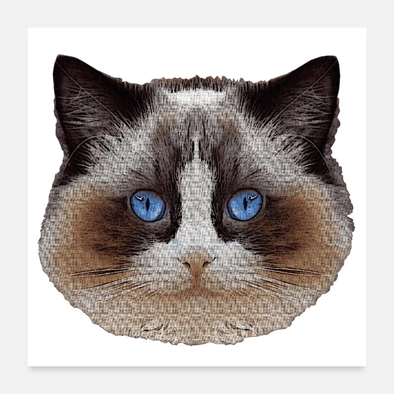 Ragdoll, samtpfote, Katzen design Poster 60x60 cm