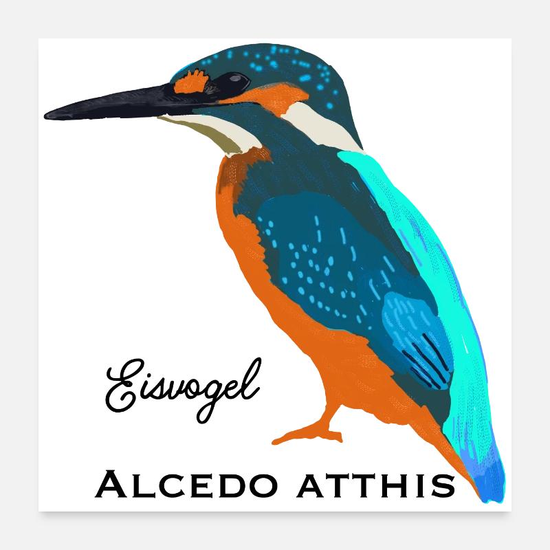 Kingfisher, scientific / German name Poster 24" x 24" (60x60 cm)