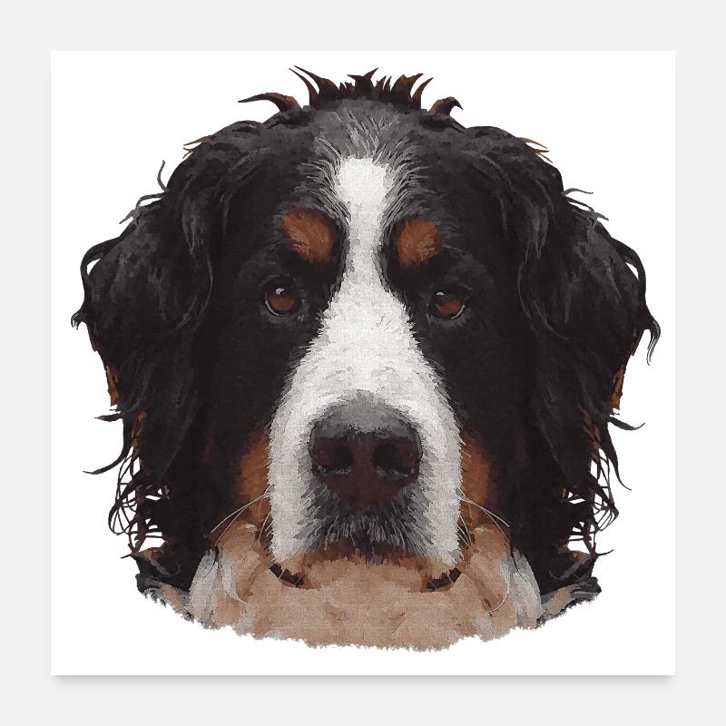 süße Geschenke, Berner Sennen Hund Poster 60x60 cm