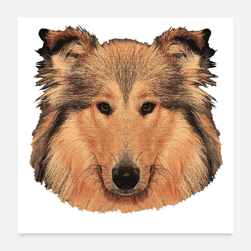 hunde tees mädchen, langhaar collie Poster 60x60 cm