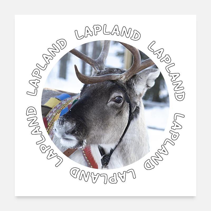 Lapland reindeer Poster 24" x 24" (60x60 cm)
