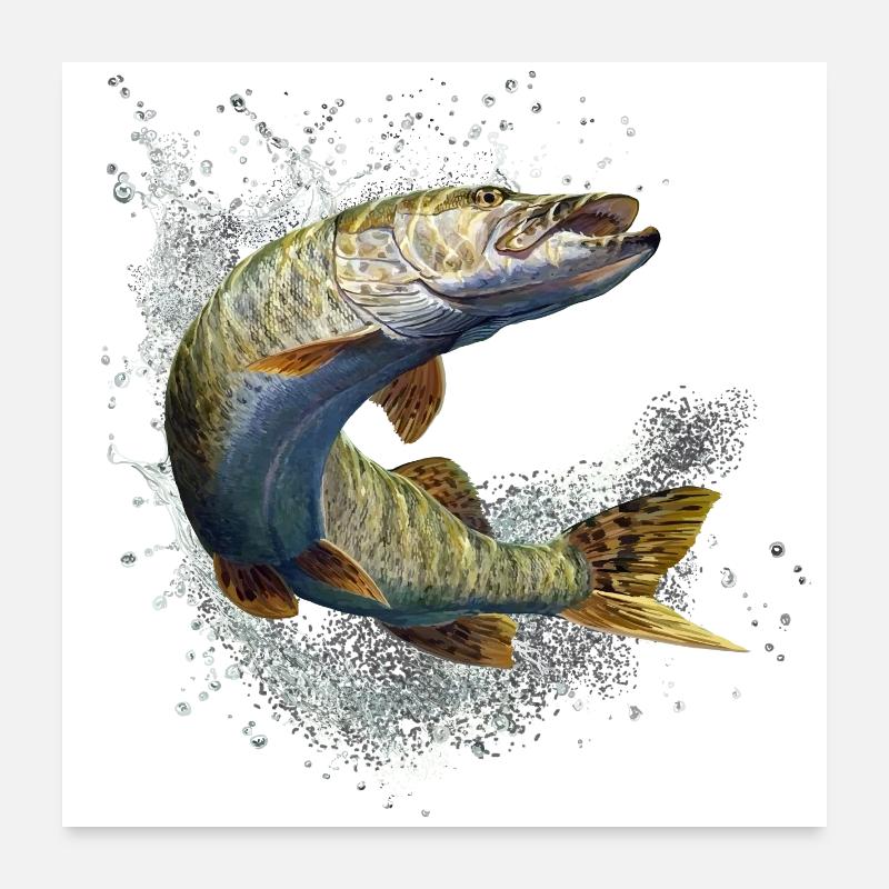 Brochet - Poster 60 x 60 cm - blanc